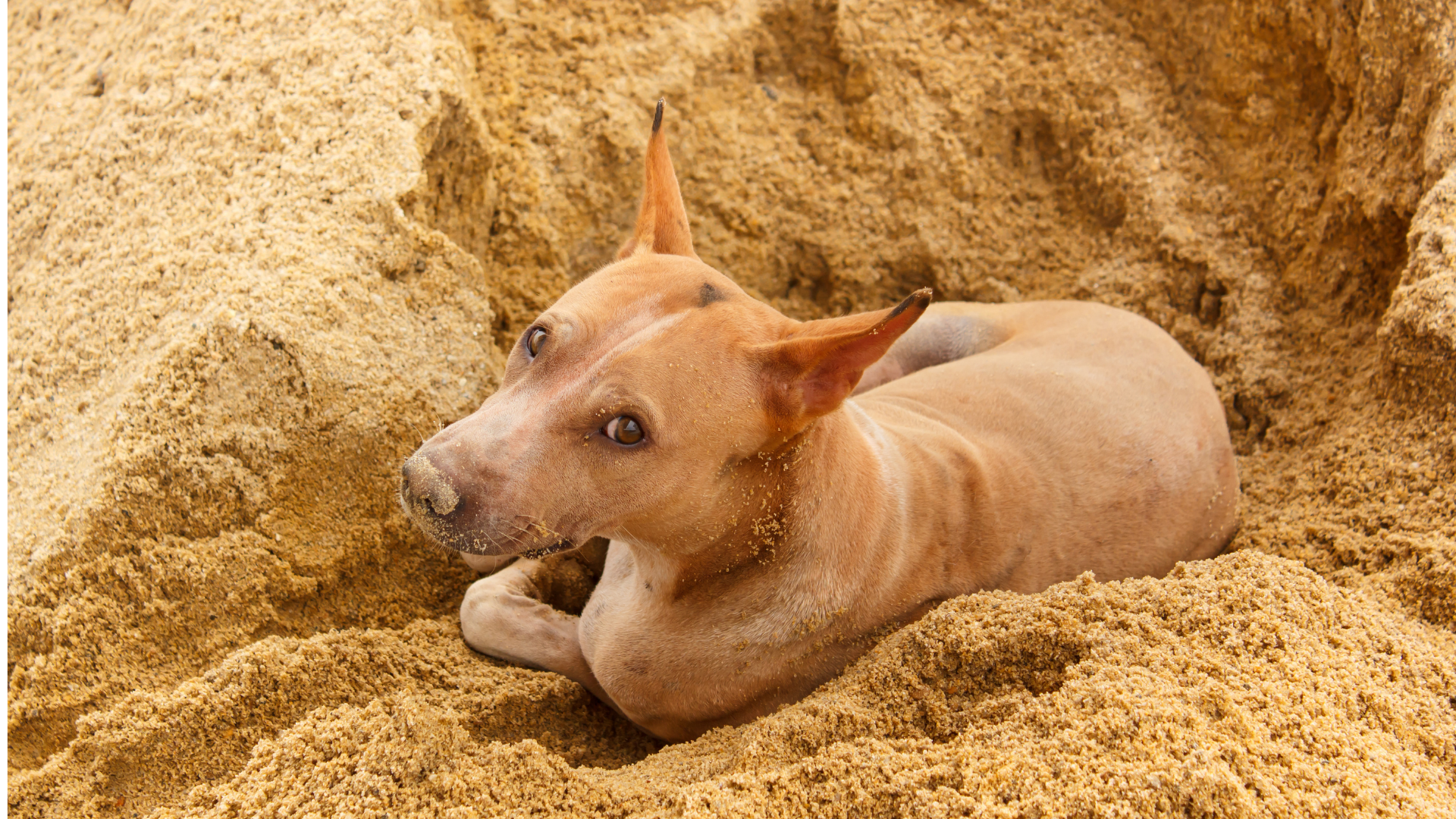 perrito callejero jugando el la arena de la playa