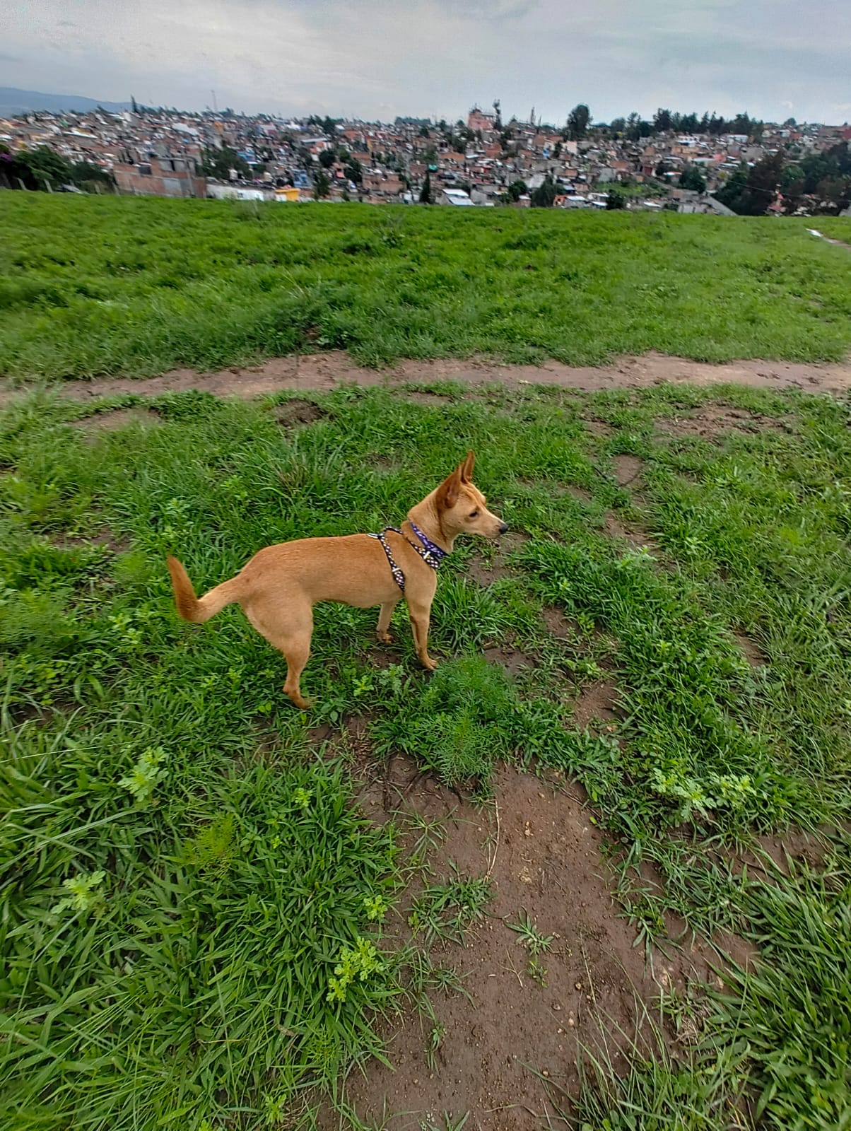 Perrito Lili en campo abierto en vegetación