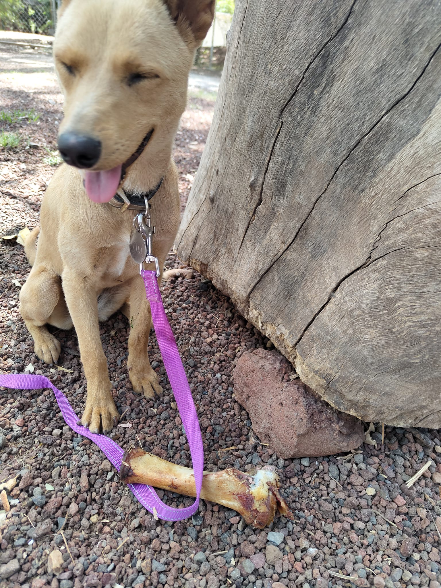 perrito callejero comiendo un hueso.