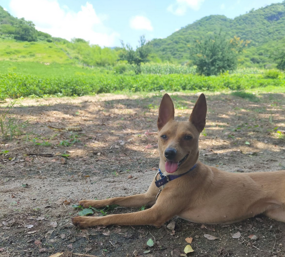 perrito cafe en la pradera volteando a la cámara en plano abierto