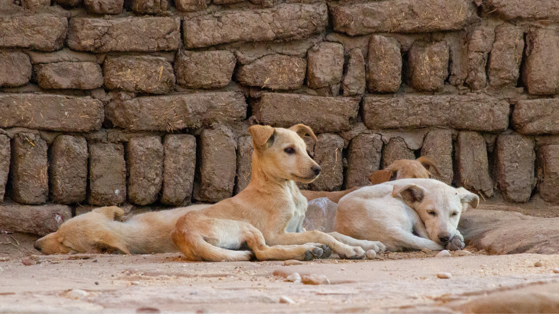 perritos callejeros en mexico