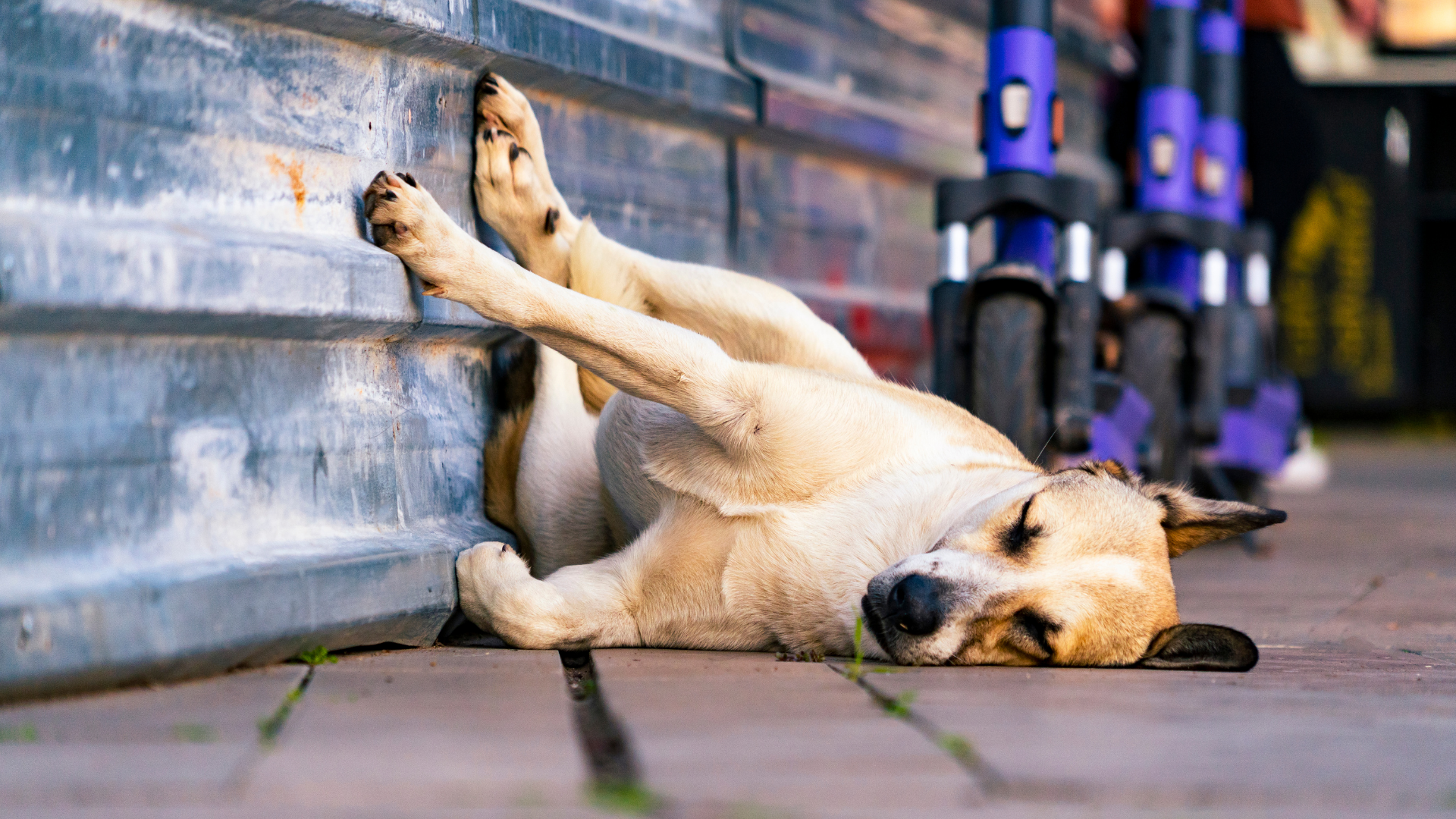 perrito callejero acostado en la acera